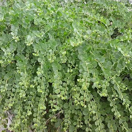Herzlich * רוגוזניצה